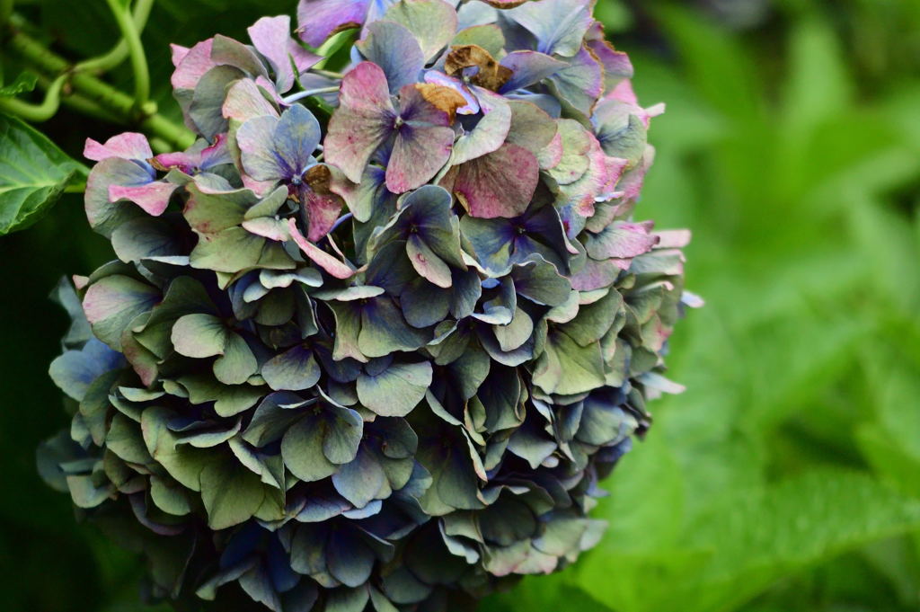 枯れ紫陽花（紫）