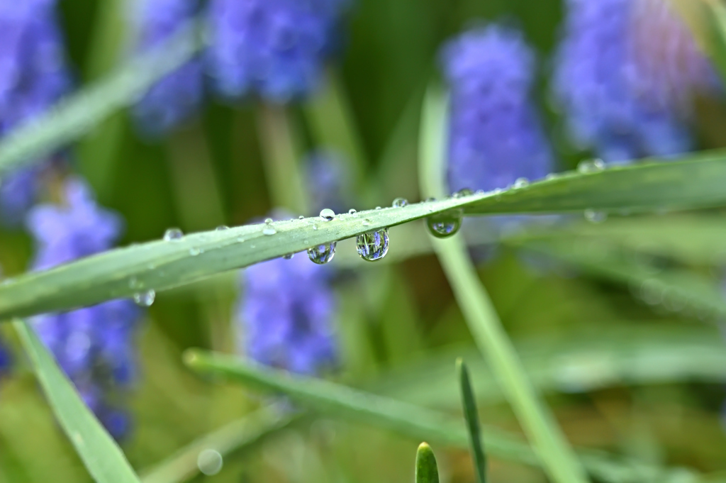 雨後のムスカリ