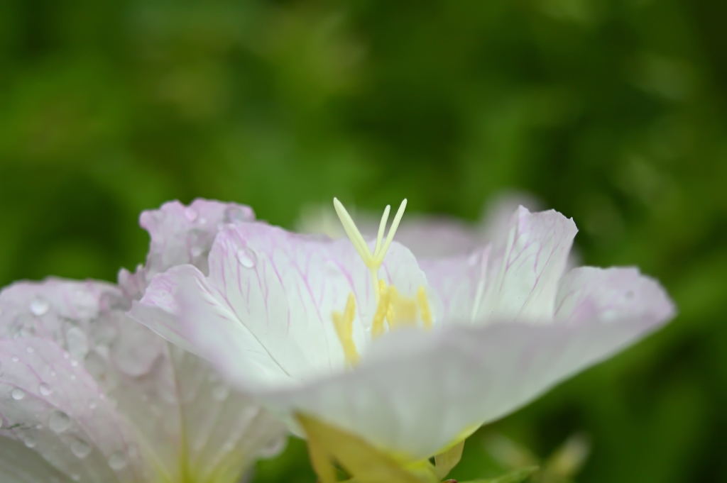 昼咲月見草