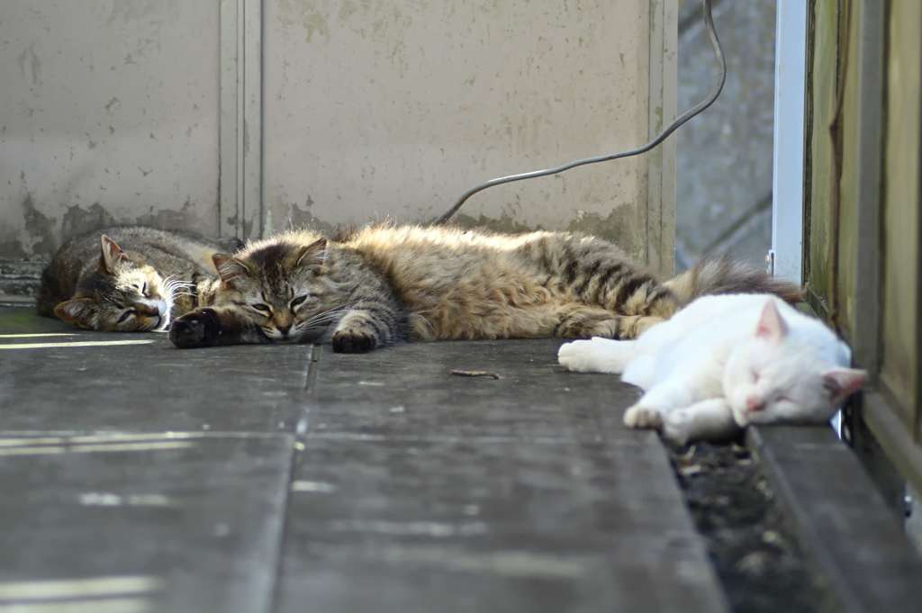 ぐったりする猫たち