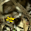 土手に咲く黄色い花