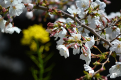 菜の花と桜