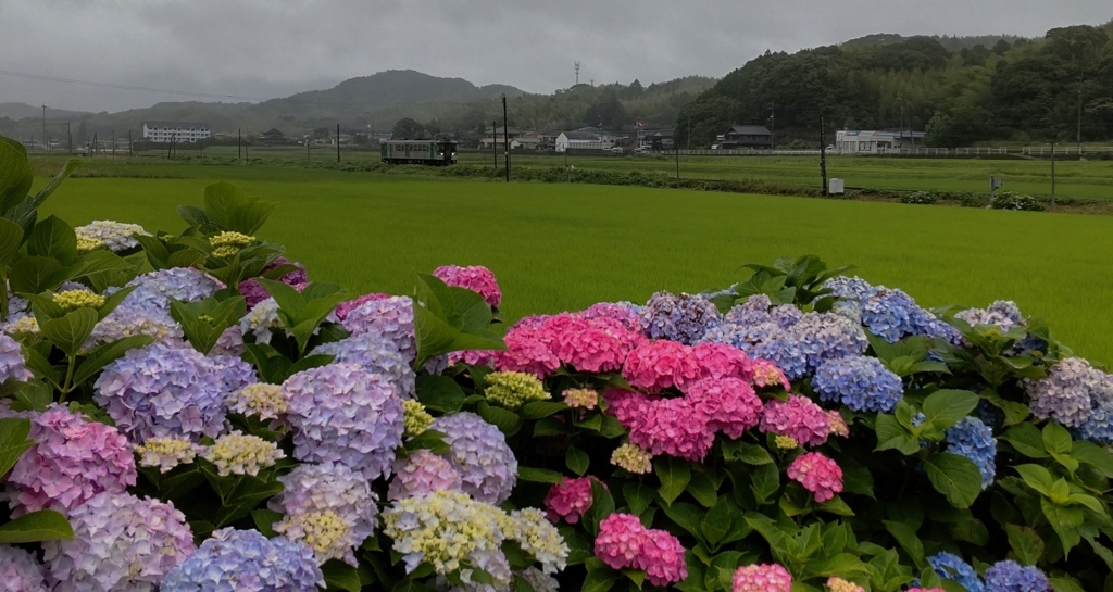 梅雨空に咲く