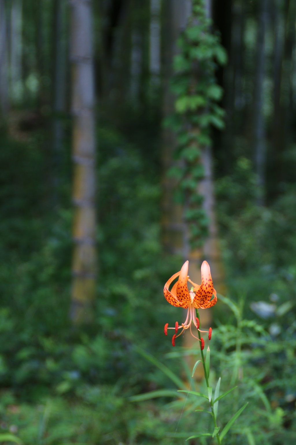 竹林に咲く