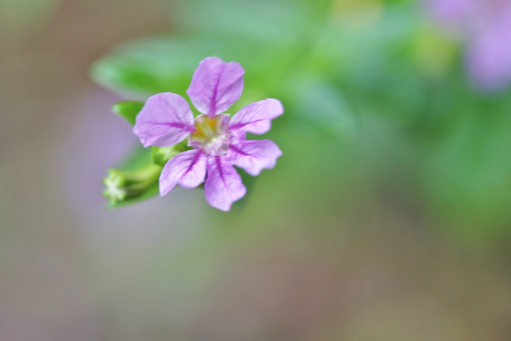 ちいさな花。。。