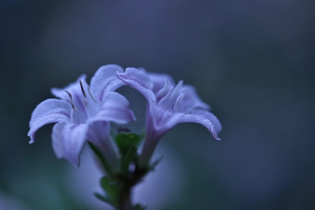 名も知らぬ．．．可憐な花♪