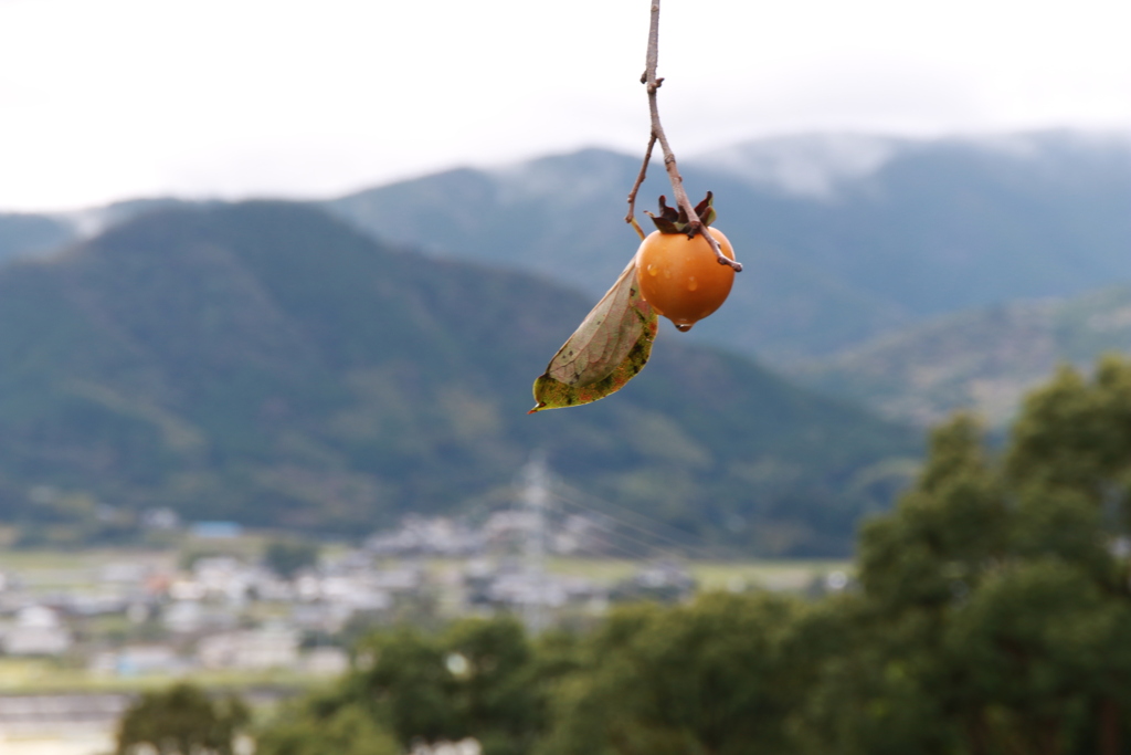木守柿のある風景