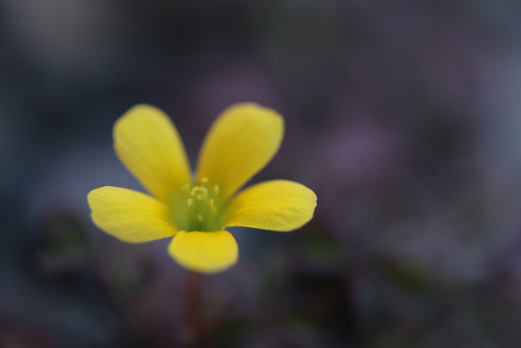  『 輝く心 』
