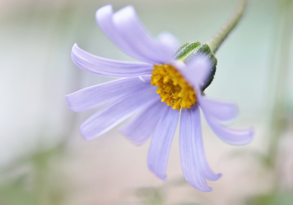 さわやかな花