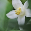 二度目の開花