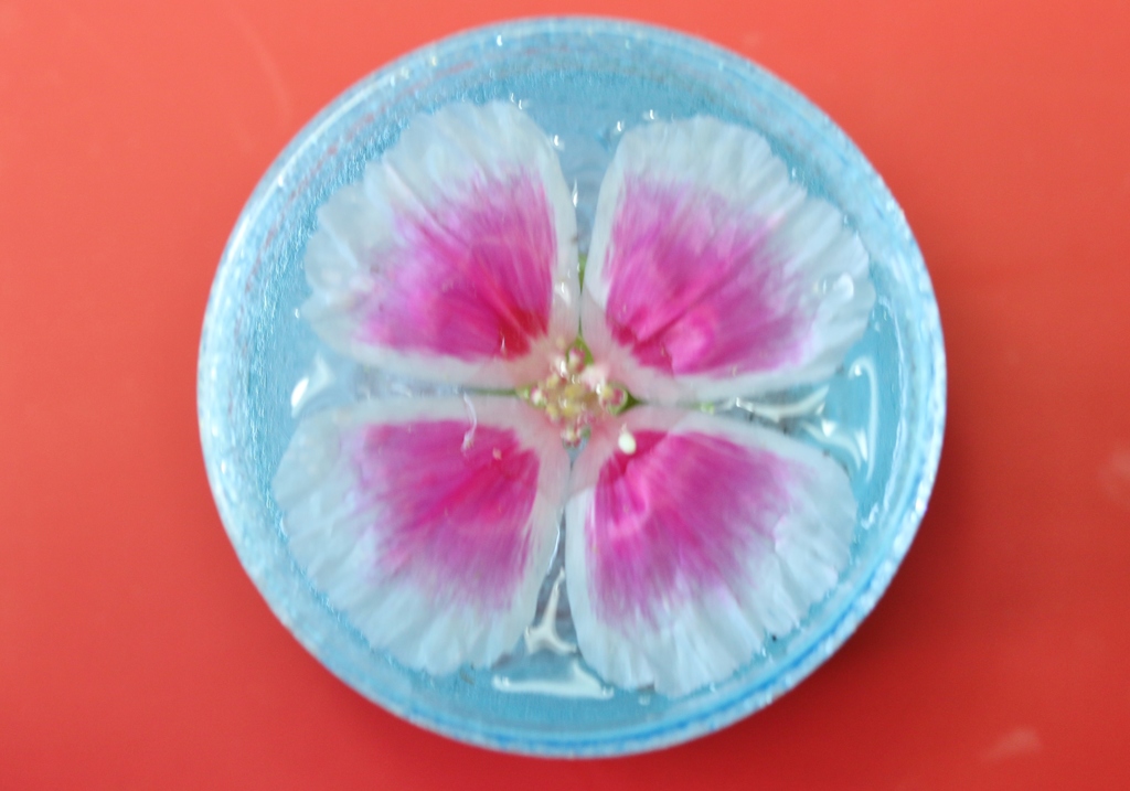 華やかな花．．．ゴデチア