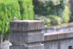 穏やかな朝