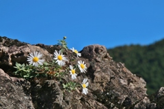 岩場に咲く花