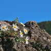岩場に咲く花