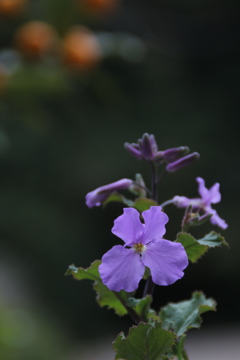 紫 花 菜
