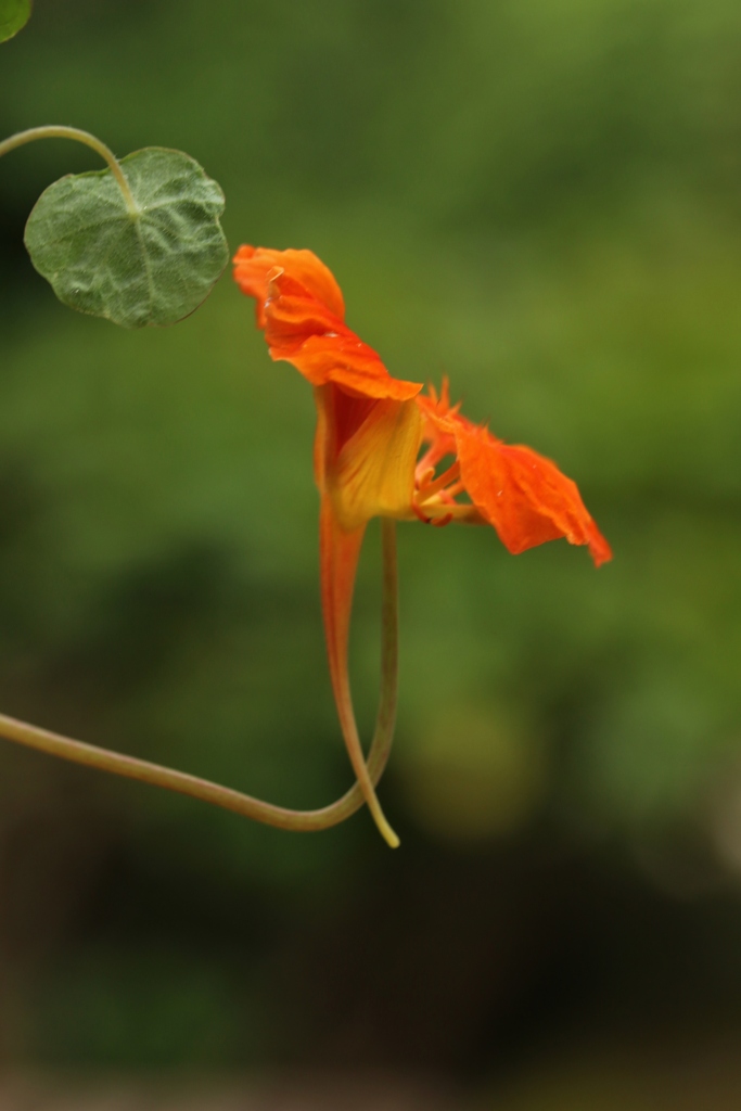 ユニークな花姿 ♪