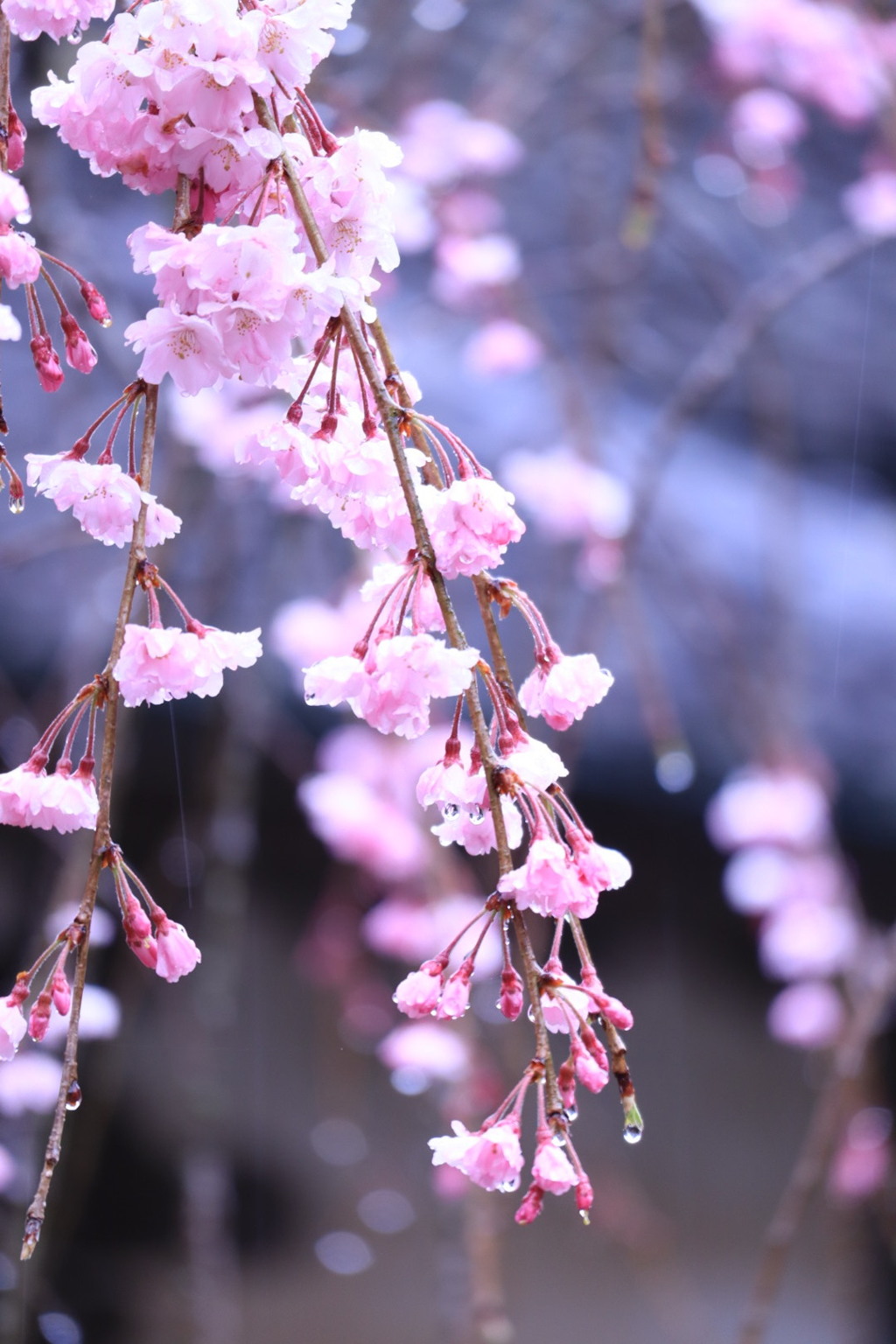 枝垂れ桜ー雨