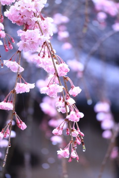枝垂れ桜ー雨 枝垂れ桜ー雨