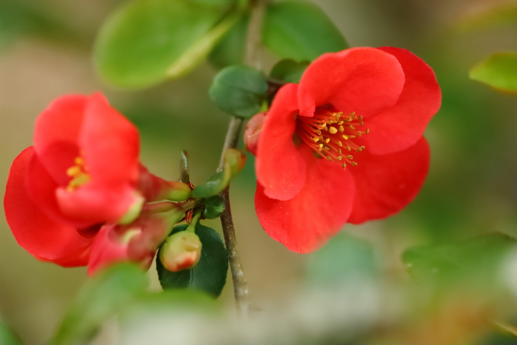 木瓜の花