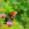 花から花へ