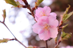 彼岸桜かな
