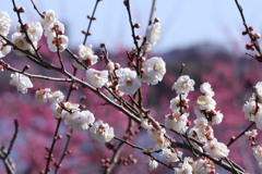 偕楽園の梅林その③