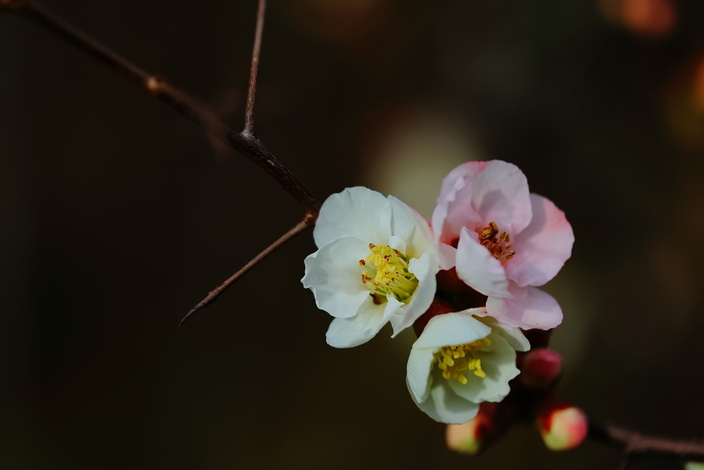 木瓜の花