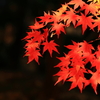 朱