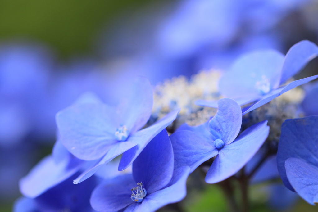 濃紫陽花