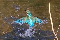 バックシャン
