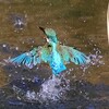 バックシャン