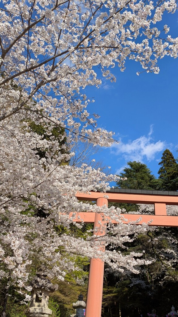 咲き満ちて