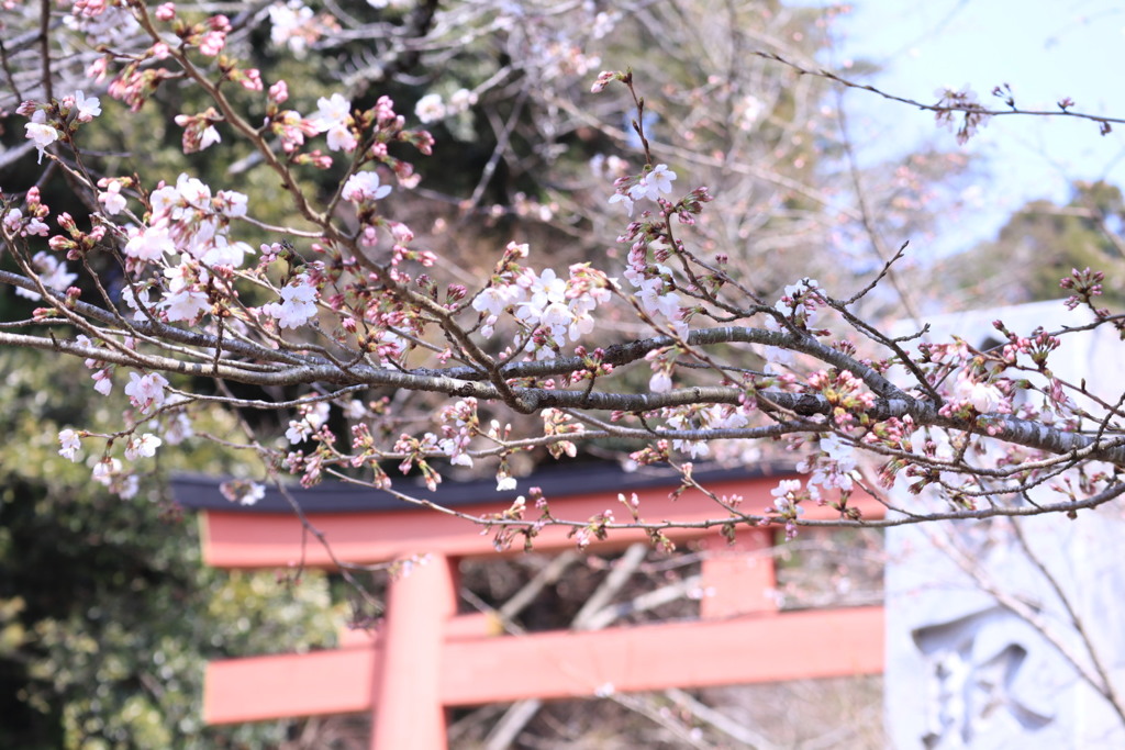 香取神宮のさくら