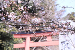 香取神宮のさくら