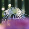 菊④
