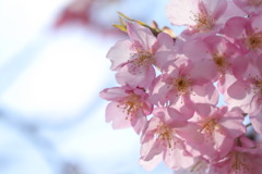 桜色 透けて
