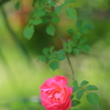 ５月のバラ