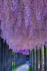 藤のれん