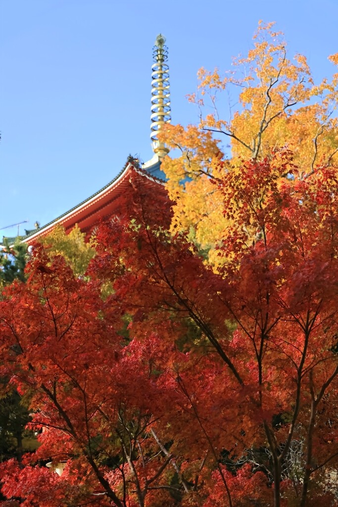 平和を願う紅葉