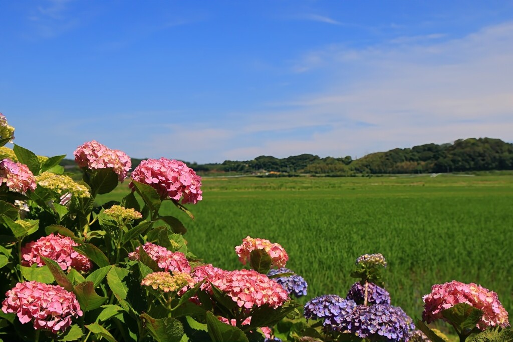 田園風景