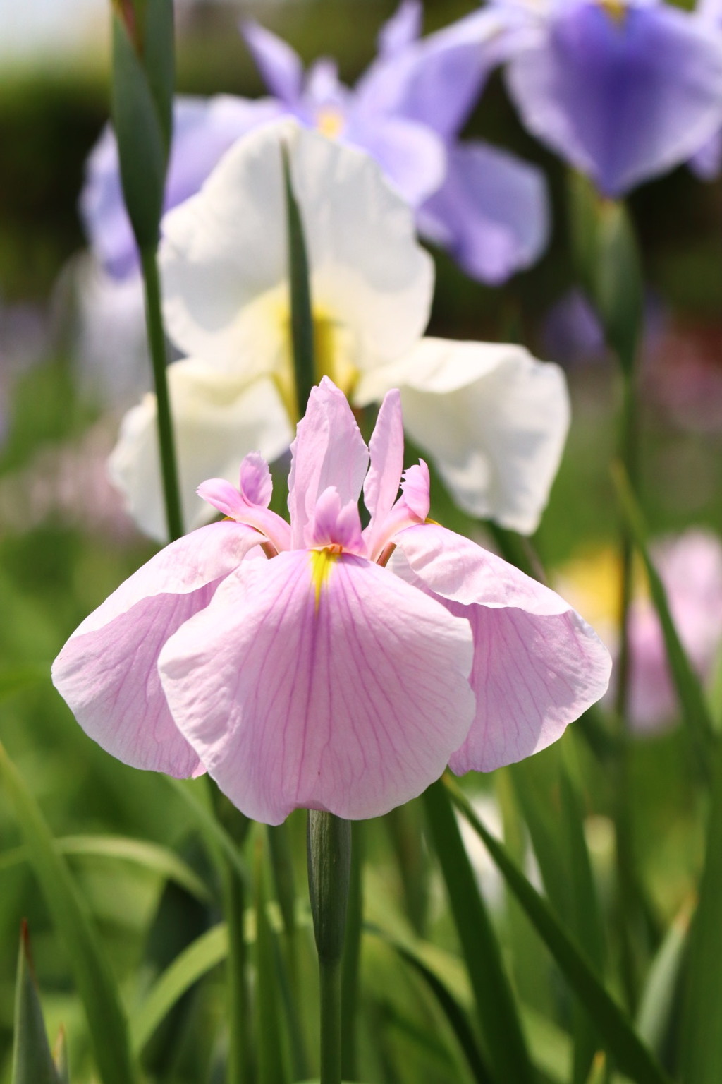 花菖蒲三色