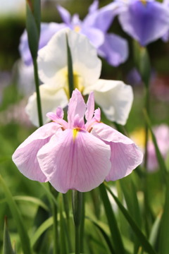 花菖蒲三色