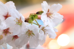 Cherry  Blossom 