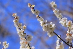 空  奪ひあひ