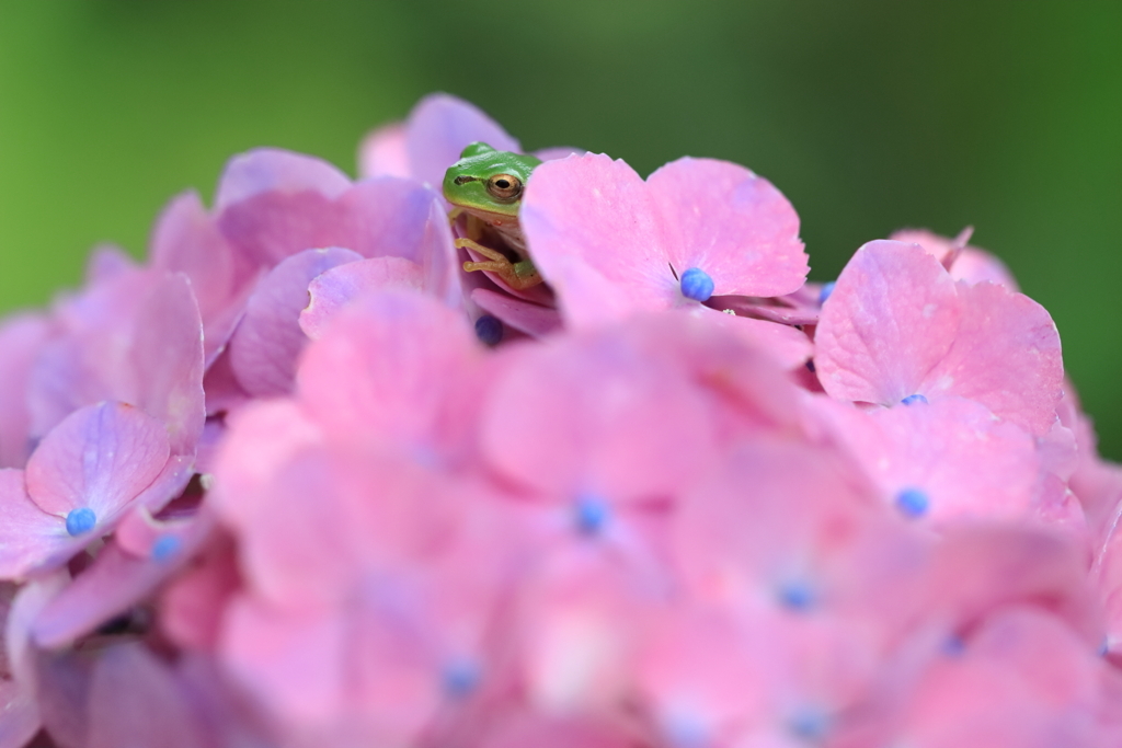 ひみつの花園