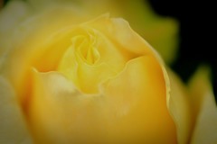 黄色い薔薇