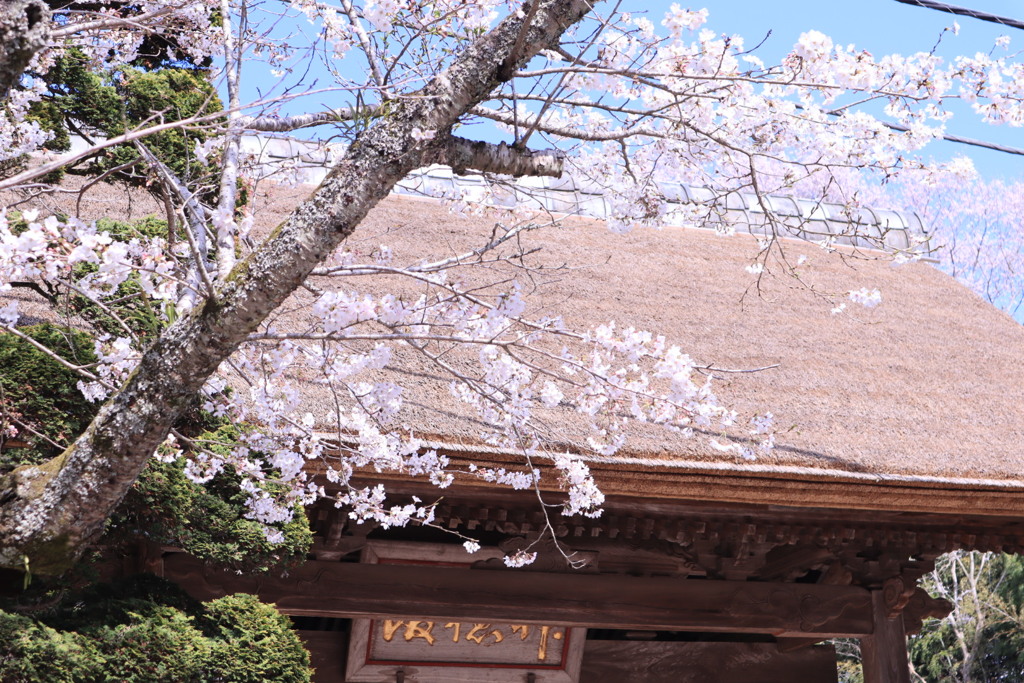 サクラと香取神宮  神徳館