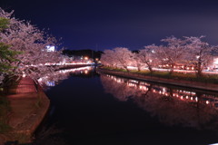 夜桜****静寂 夜桜****静寂