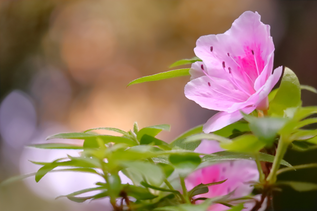 花から力をもらって・・・