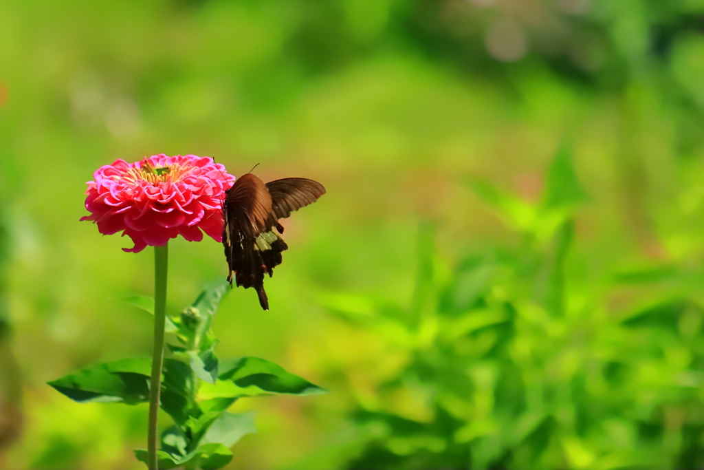 花にたわむれて